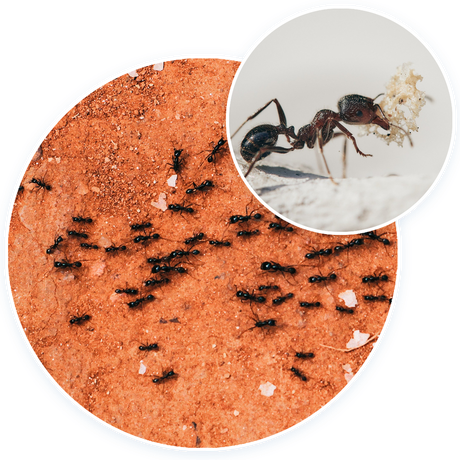 Ants Png Isolated Transparent Image (beige, black, silver)