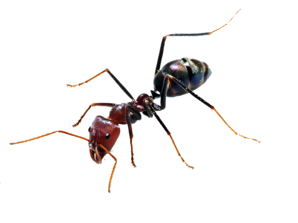 Ants Png Photos (black)