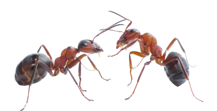 Ants Png Picture (black)