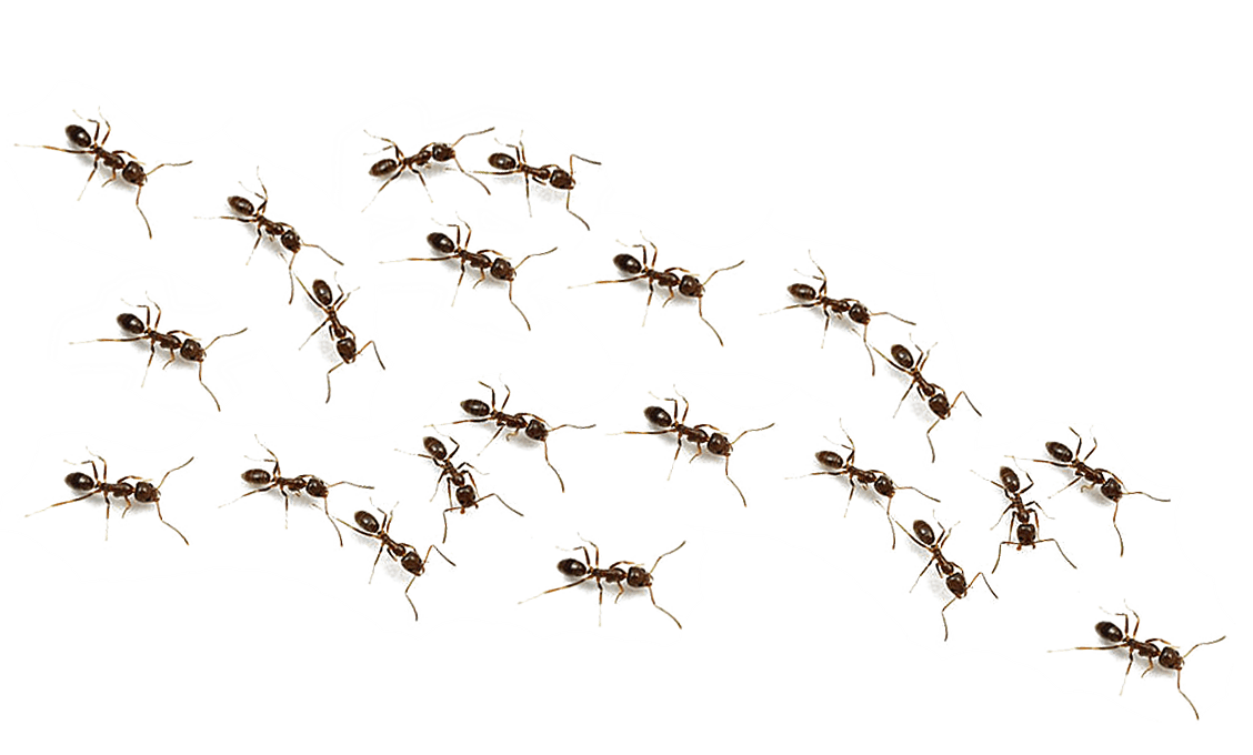 Ants Transparent Isolated Images Png (black)