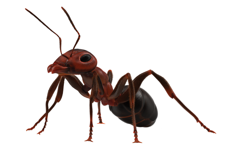 Ants Transparent Png (black)