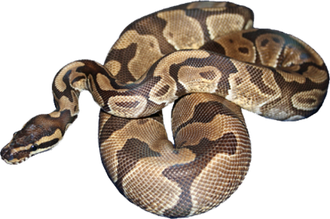 Boa Constrictor Download Png Image (maroon, black)