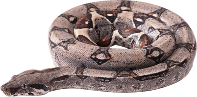 Boa Constrictor Png Clipart (black, gray, silver)