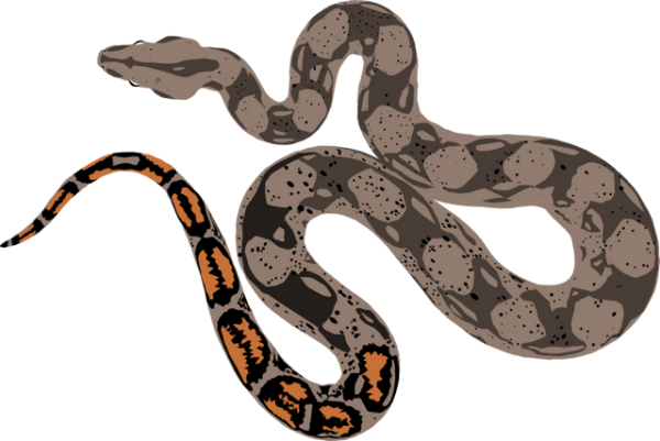 Boa Constrictor Png File (black, gray, indigo)