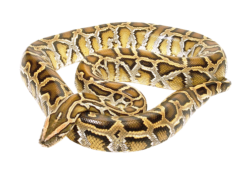 Boa Constrictor Png Free Download (black, gray, chocolate, silver)