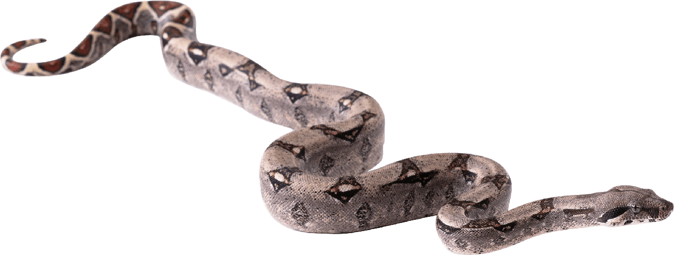 Boa Constrictor Png Hd (black, gray)