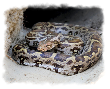 Boa Constrictor Png Isolated File (white, lavender, black, silver)