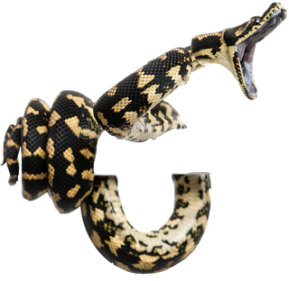 Boa Constrictor Png Isolated Hd (black)