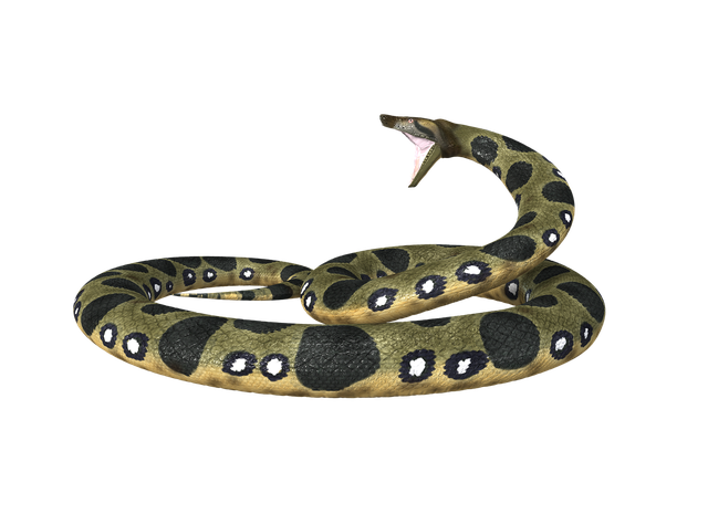 Boa Constrictor Png Isolated Image (black)