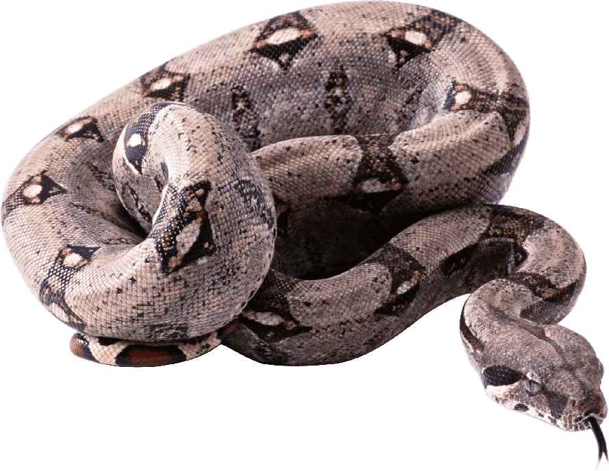 Boa Constrictor Png Photo (black, indigo)