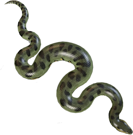 Boa Constrictor Png Picture (black)