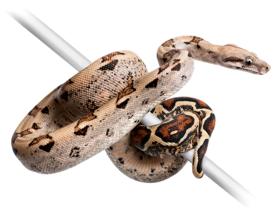 Boa Constrictor Png Transparent (white, lavender, black)