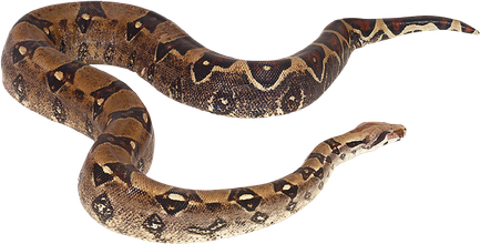 Boa Constrictor Png (olive, black, gray, indigo)