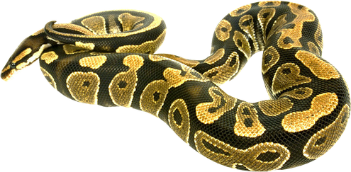 Boa Constrictor Transparent Png (black, olive)