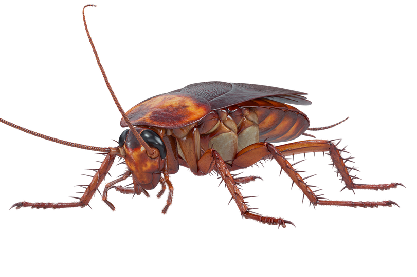 Roach Download Png Isolated Image (black)