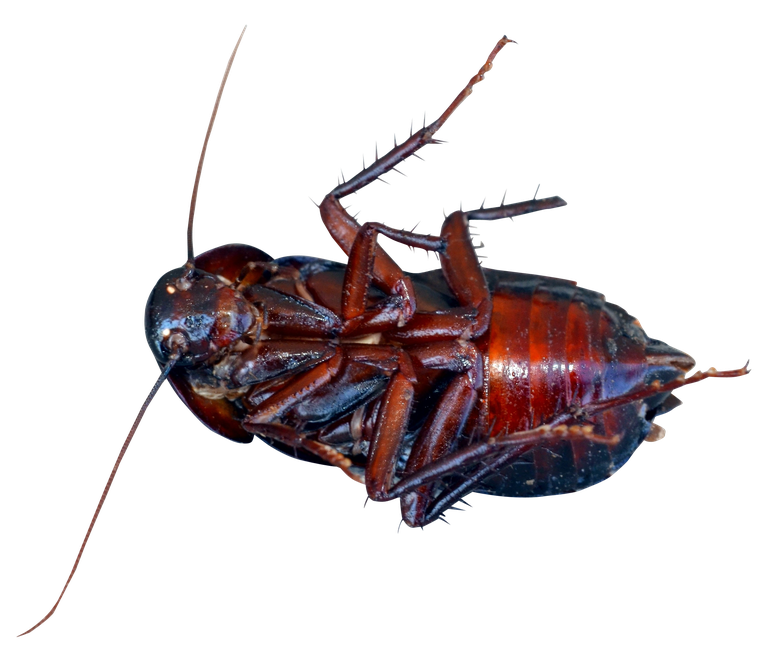 Roach Png Background Isolated Image (black)
