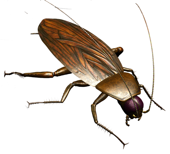 Roach Png Isolated Free Download (black)