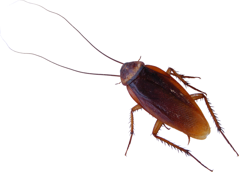 Roach Png Isolated Hd Pictures (black)