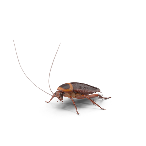 Roach Png Isolated Photo (black)