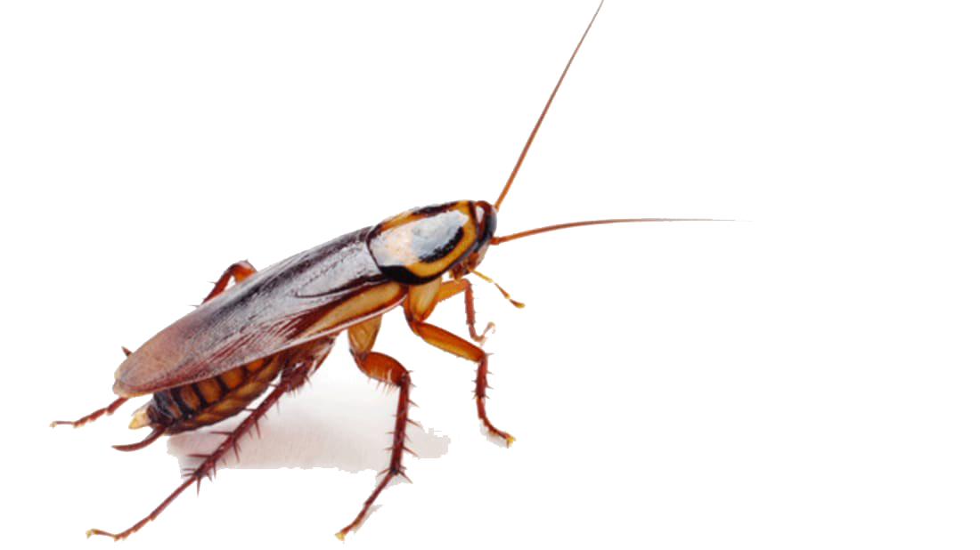 Roach Png Isolated Picture (beige, white)