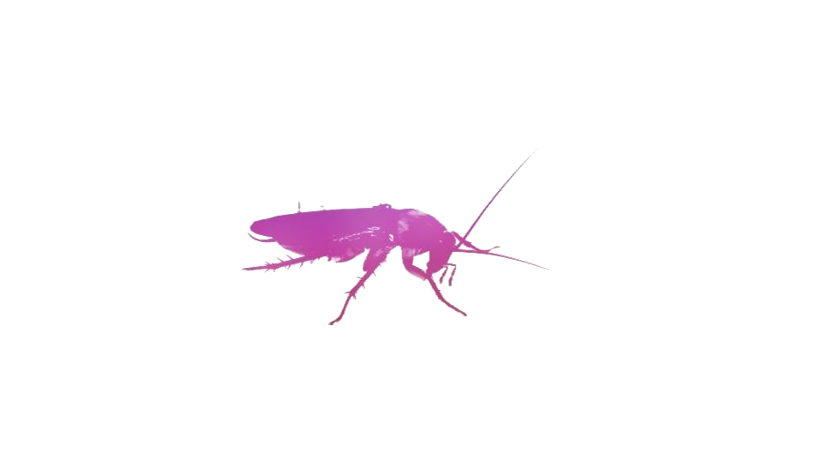 Roach Png Isolated Transparent (pink, white)