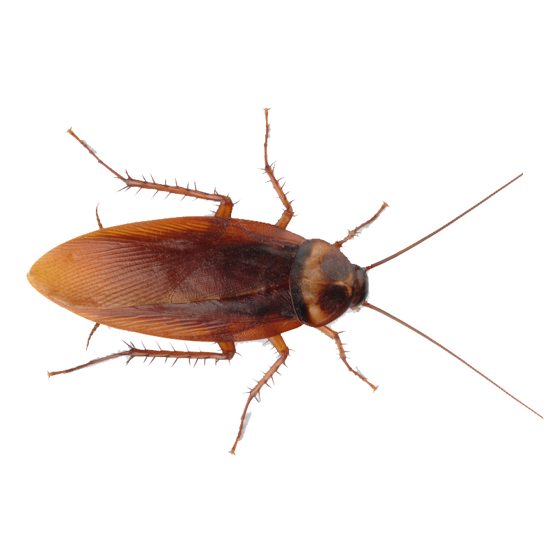 Roach Png Transparent Hd Photo (lavender, white)