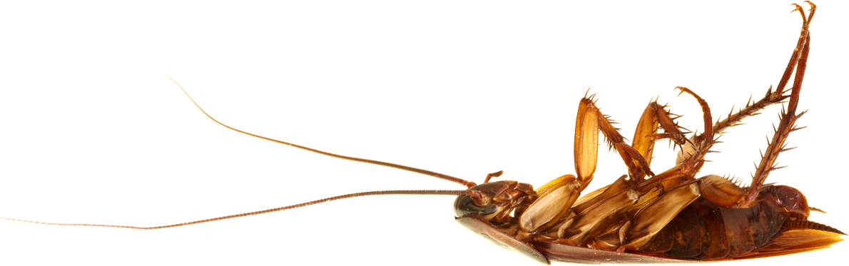 Roach Png Transparent Image (black)