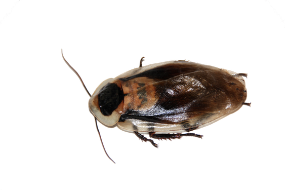 Roach Png Transparent Picture (black)