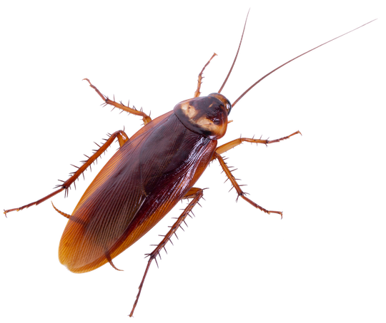 Roach Png Transparent (black)