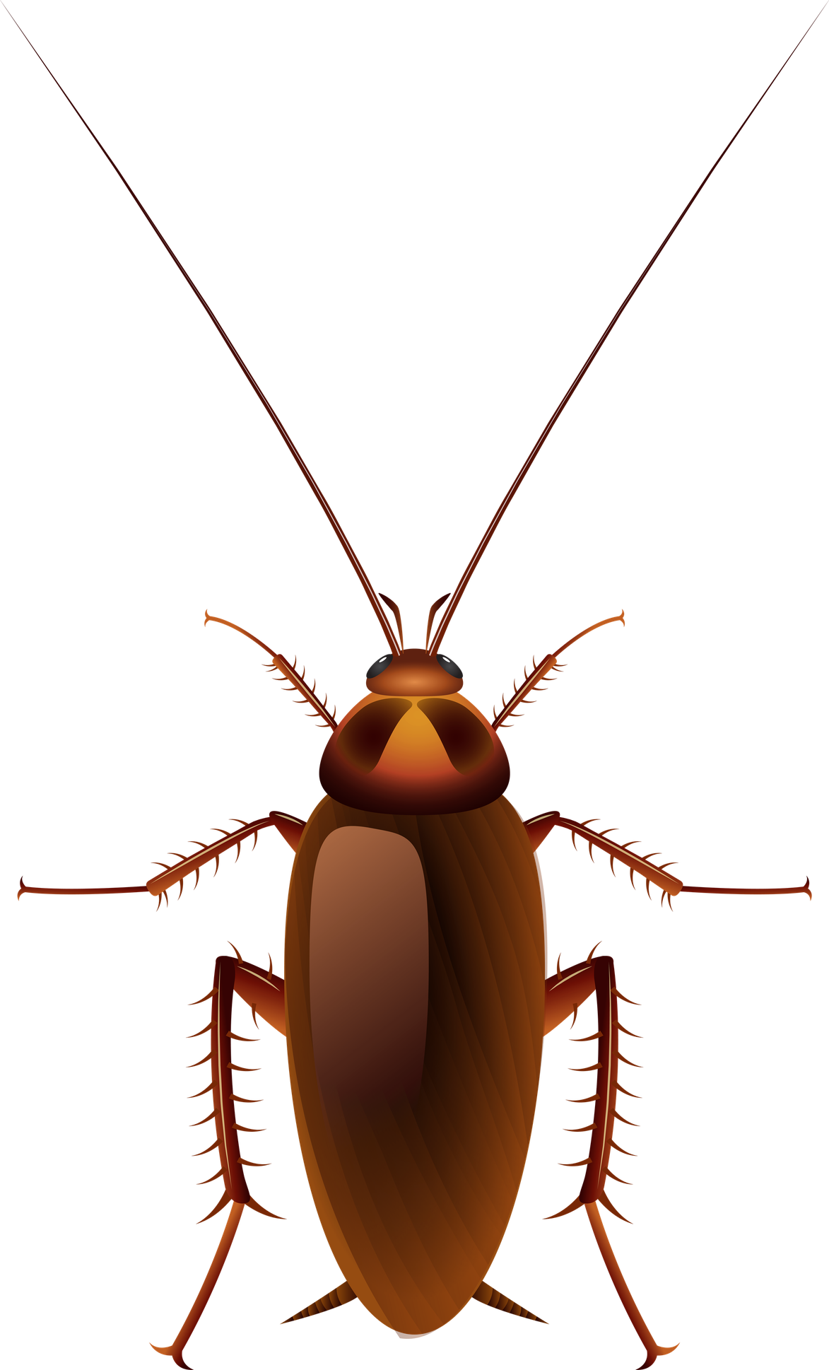 Roach Png (black, maroon)