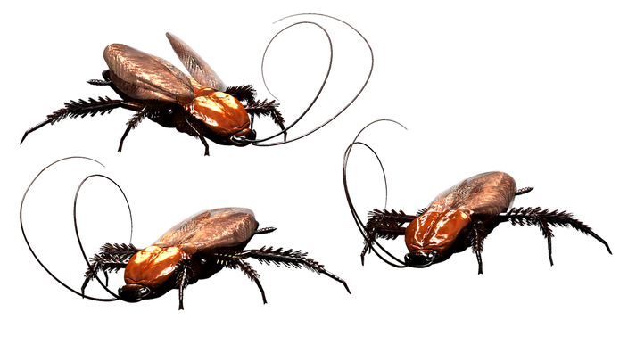 Roach Transparent Images Png (black)