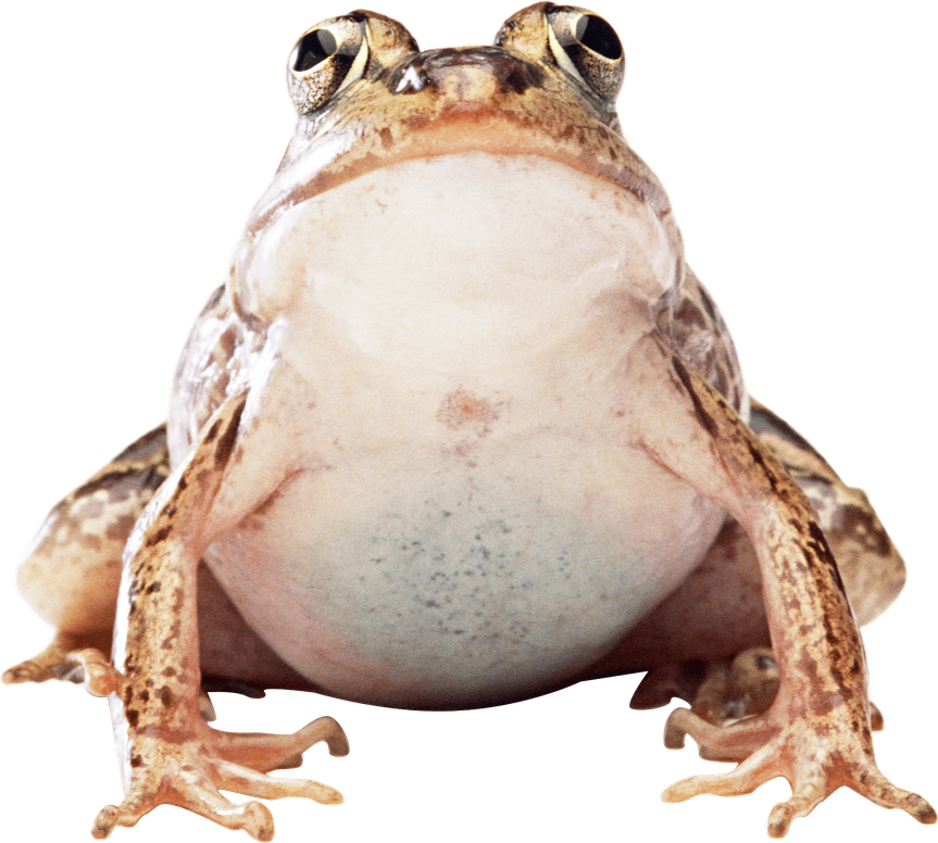 Toads Download Png Image (black, beige)