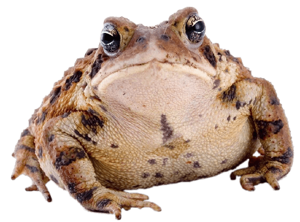 Toads Png Clipart (gray)