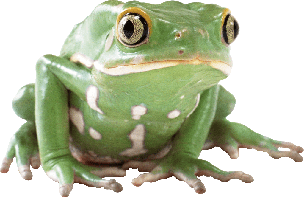 Toads Png Free Download (gray)