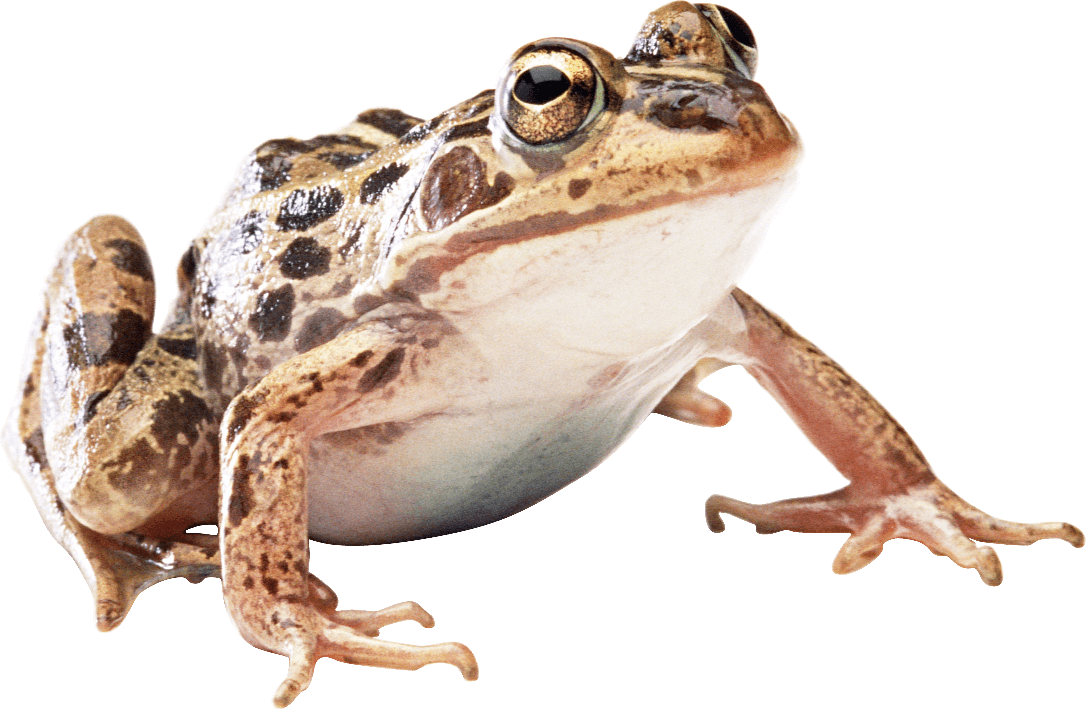 Toads Png Image (gray, beige)