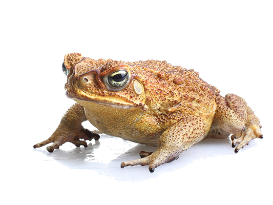 Toads Png Isolated File (black, lavender)