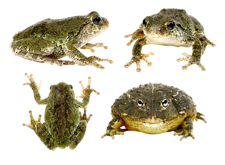 Toads Png Isolated Image (black)