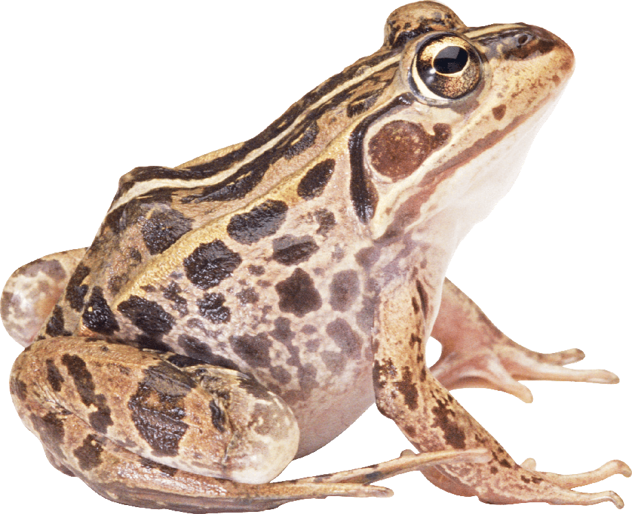 Toads Png Isolated Photo (gray)