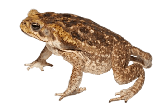 Toads Png Photos (gray)