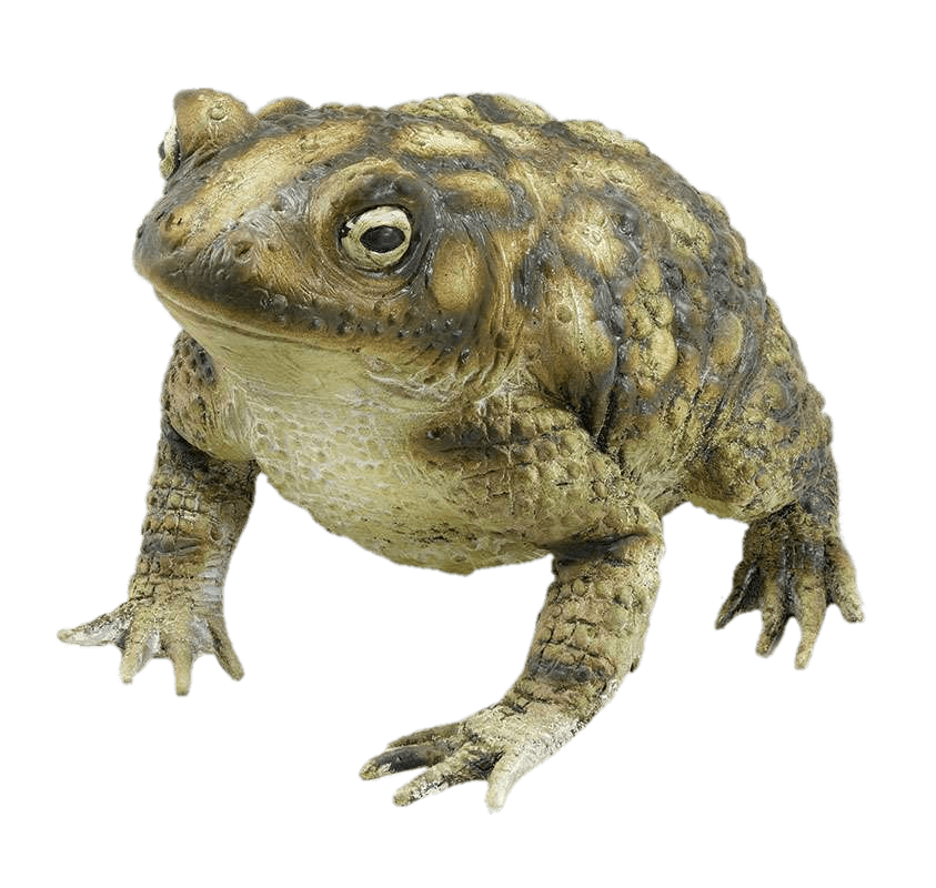 Toads Png Picture (gray)