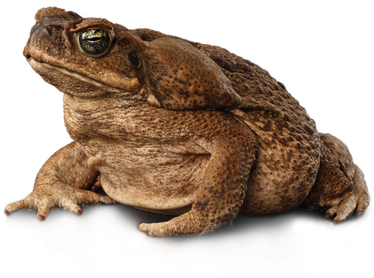 Toads Transparent Png (black, white)