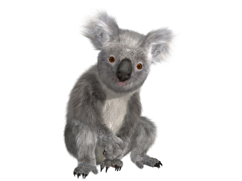 Koala Hd Download Png Image (gray, black)