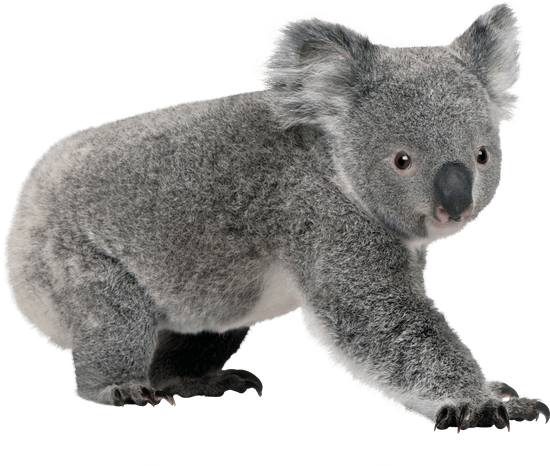 Koala Hd Png Free Download (gray, black)