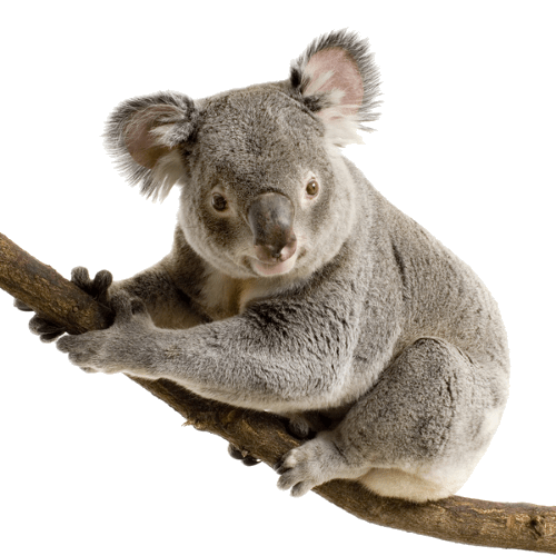 Koala Hd Png Isolated Image (gray)