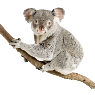 Koala Hd Transparent Png (gray, silver, black)