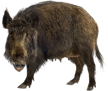 Boar Background Isolated Png (black)