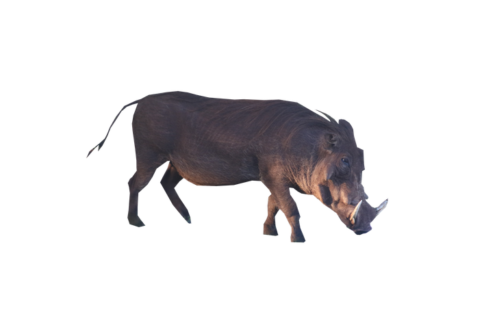 Boar Png Background Image (black, indigo)