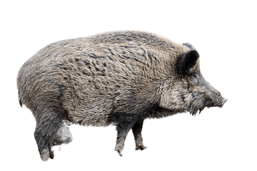 Boar Png Clipart (gray)