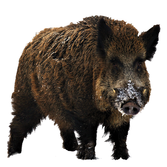 Boar Png Hd Image (black)