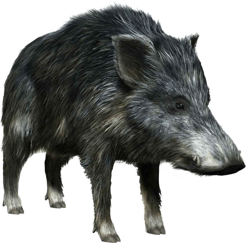 Boar Png Image File (black, gray)